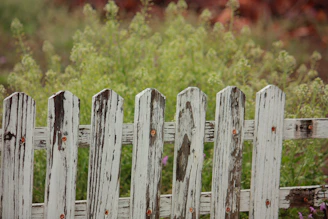A before-and-after shot of a weathered fence transformed by a fresh coat of paint.