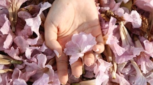 Rose Petals