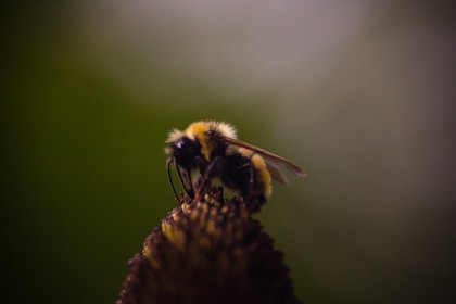 brown and yellow bee perched on flower
