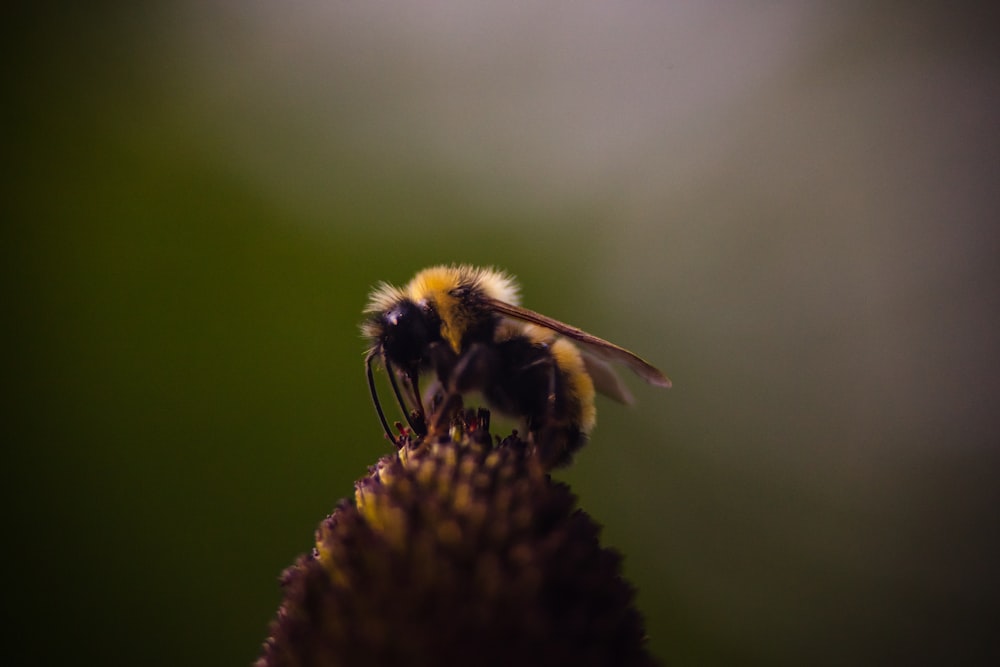 brown and yellow bee perched on flower