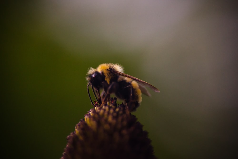 braune und gelbe Biene sitzt auf Blume