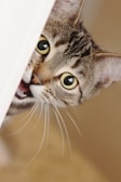 A curious tabby cat peeks from behind a doorway, its eyes wide open and mouth slightly parted as if in mid-meow. The feline's facial expression conveys a sense of playfulness and intrigue.