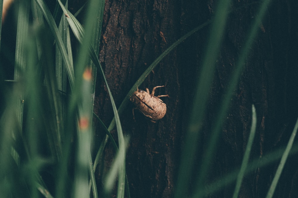 selective focus photography of june beetle