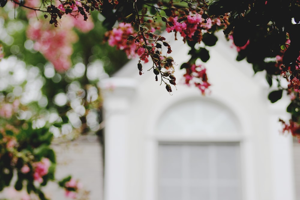 Fotografía de enfoque selectivo de flores rosas