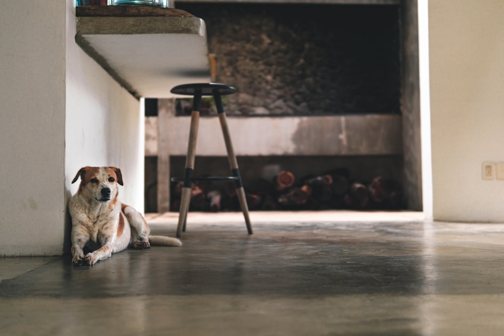 brown and white dog lying on floor