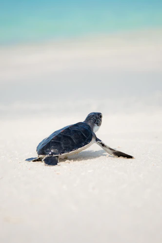 black turtle on sand