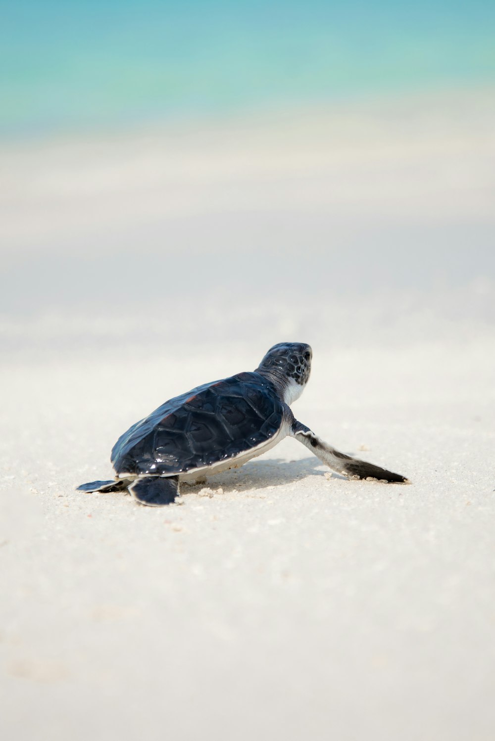 tartaruga nera sulla sabbia