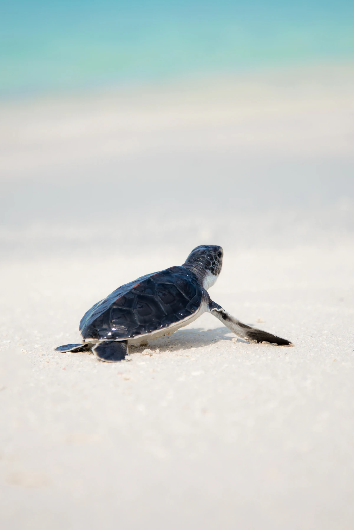 Pristine turquoise lagoons and sea turtle sanctuaries of the Gili Islands