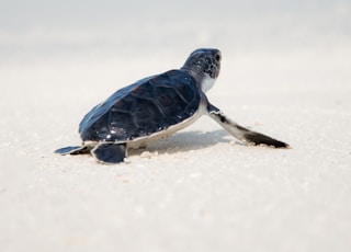 black turtle on sand