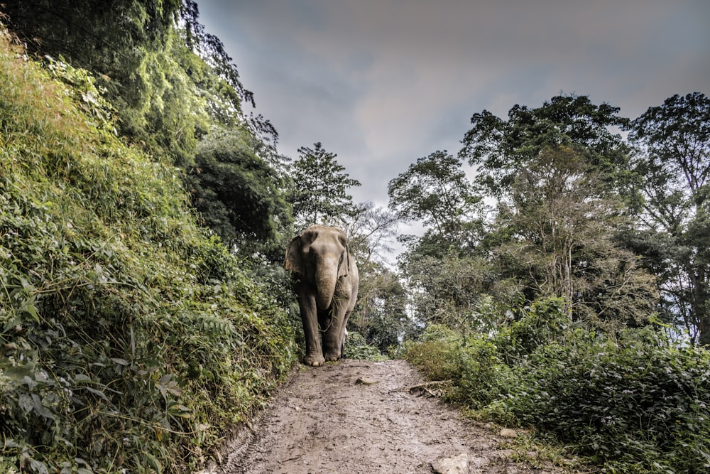 brown elephant walking at middle of walkway beside tree