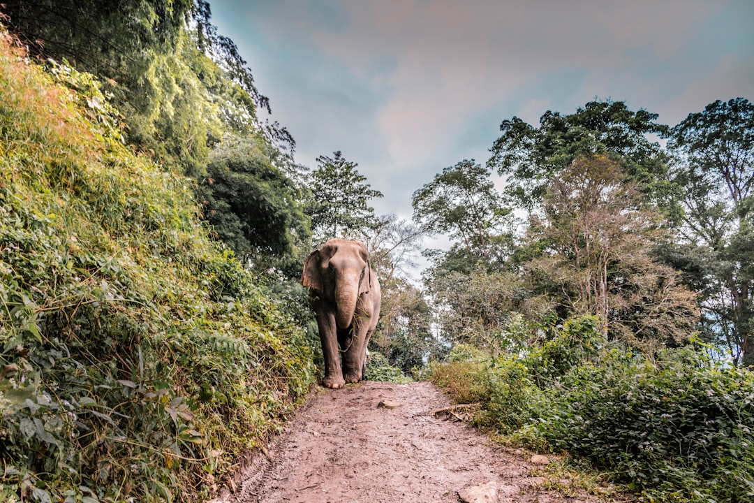 Nature reserve photo spot Chiang Mai Thailand