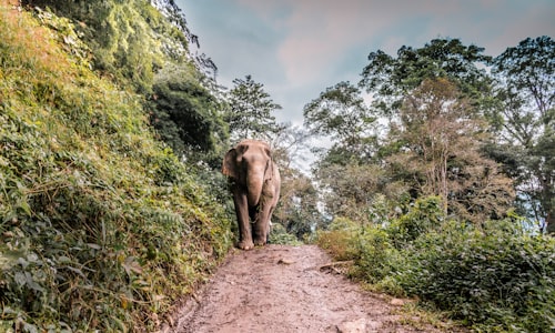 Chiang Rai