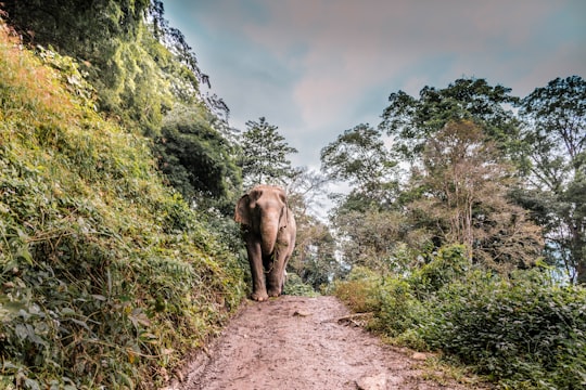 brown elephant walking at middle of walkway beside tree in Chiang Mai Thailand