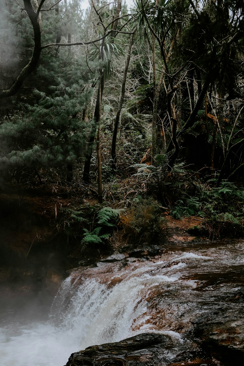 waterfalls surrounded by trees