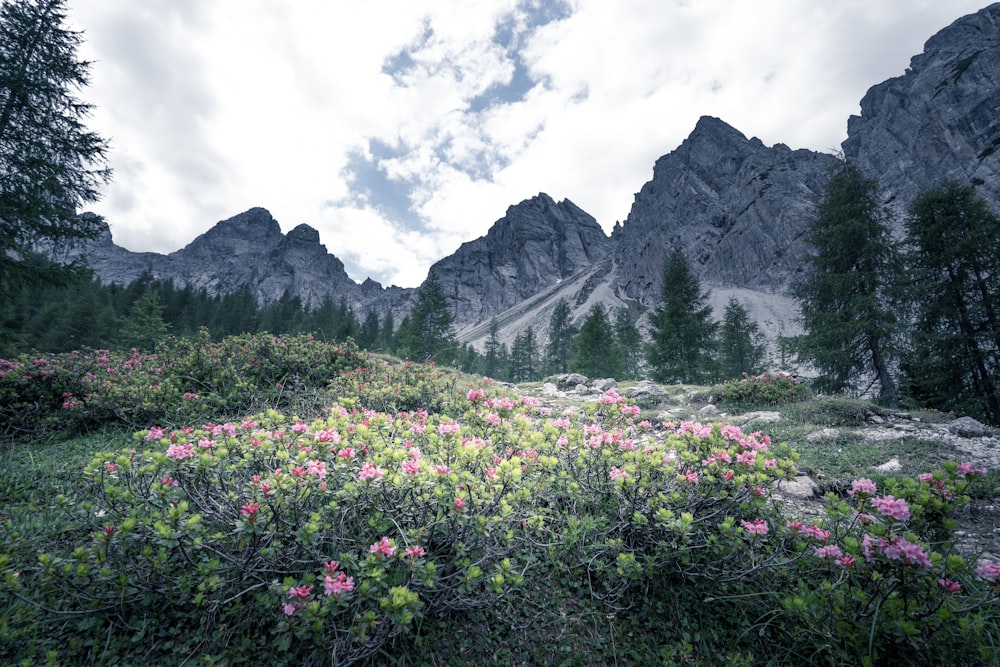 a field of wildflowers in front of a mountain range