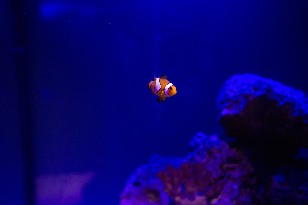 yellow and white clownfish