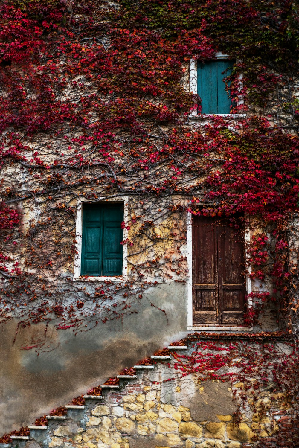red leafed vine plant covered house