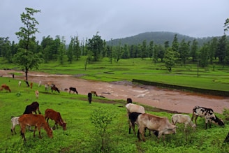 A lush green landscape with a group of cows grazing near a small, muddy river. Tall trees and a forested hillside are visible in the background, under a cloudy sky.