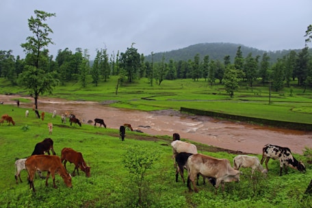 A lush green landscape with a group of cows grazing near a small, muddy river. Tall trees and a forested hillside are visible in the background, under a cloudy sky.