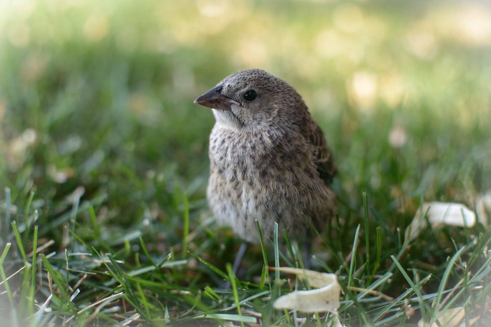 photo sélective d’oiseau moineau sur un champ d’herbe