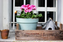 pink flowers in blue plant pot