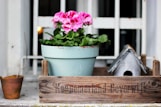 pink flowers in blue plant pot