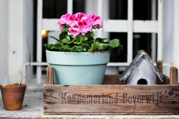 pink flowers in blue plant pot