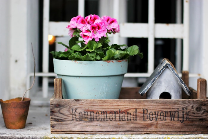 #1030 pink flowers in blue plant pot
