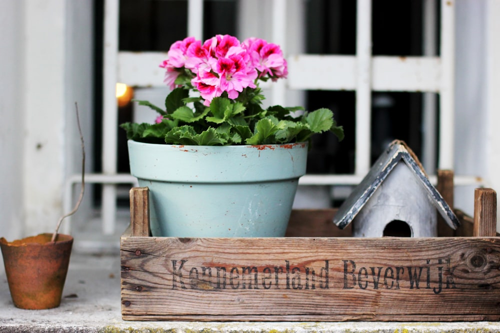 pink flowers in blue plant pot