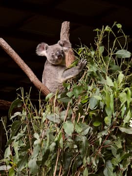 Third koala