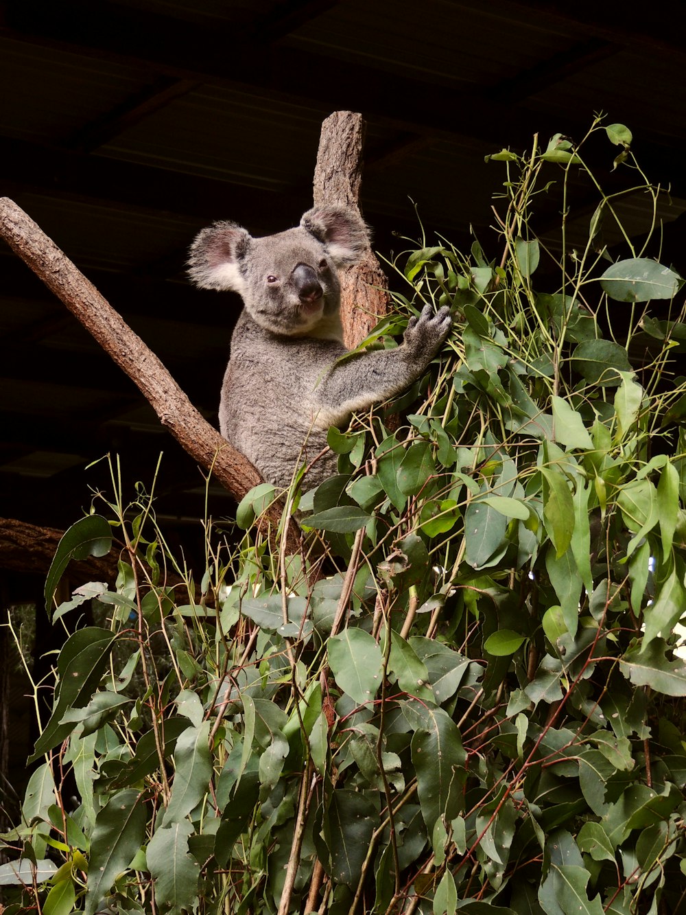 Koala resting on a tree