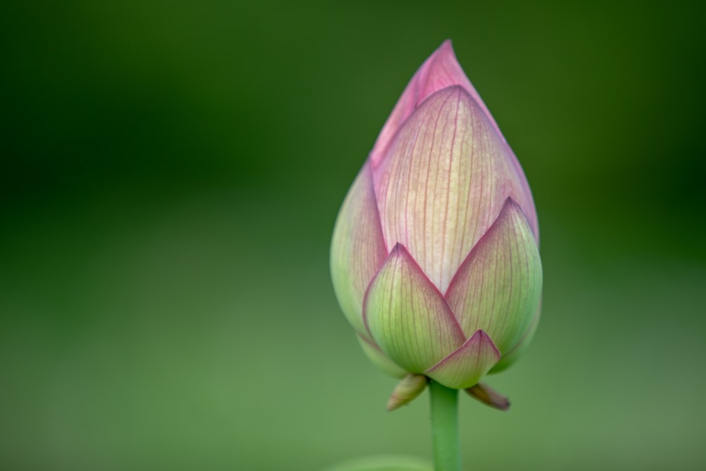 pink tulip flower