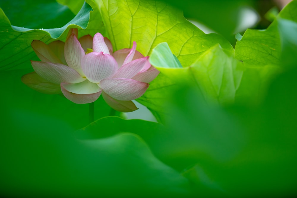 selective focus photography of pink tulip flower