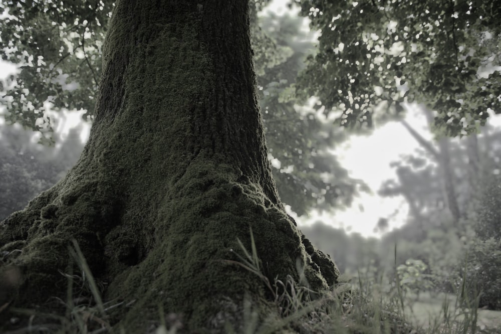 trees on forest