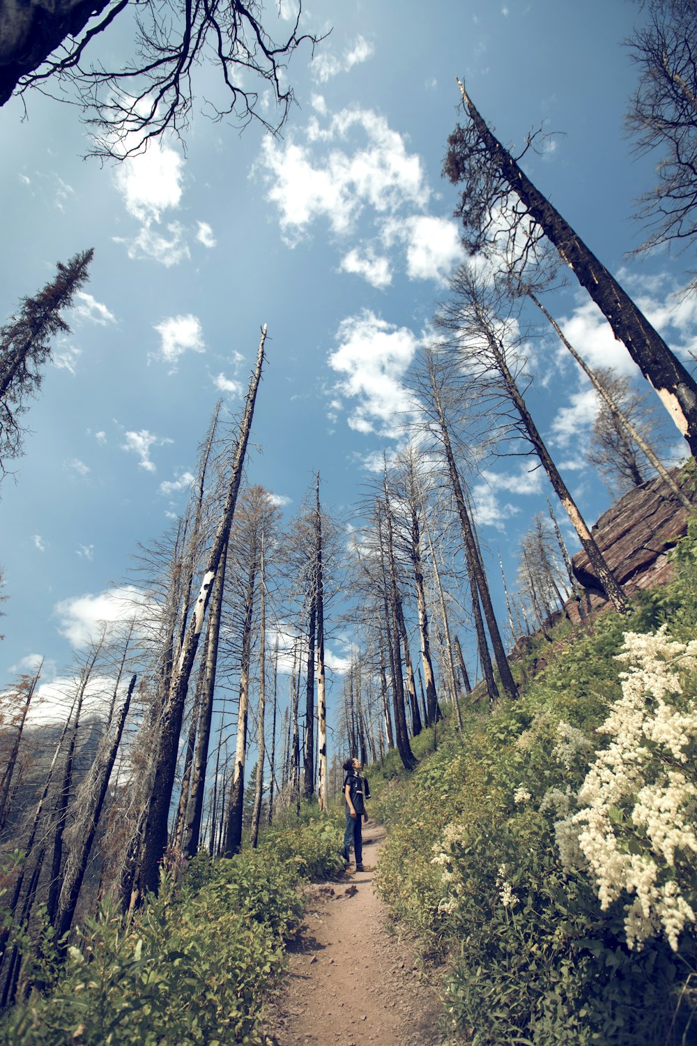 man standing on pathway beside trees