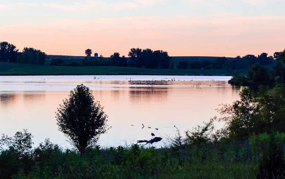 silhouette of trees near body of water during golden hour