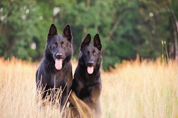 dogAdvisor | dogadvisor | dog advisor | dogAdvisor.dog