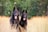 Two black German Shepherd dogs are sitting in a field of tall, golden grass. The background features lush green trees. Both dogs have their tongues out, appearing alert and attentive.