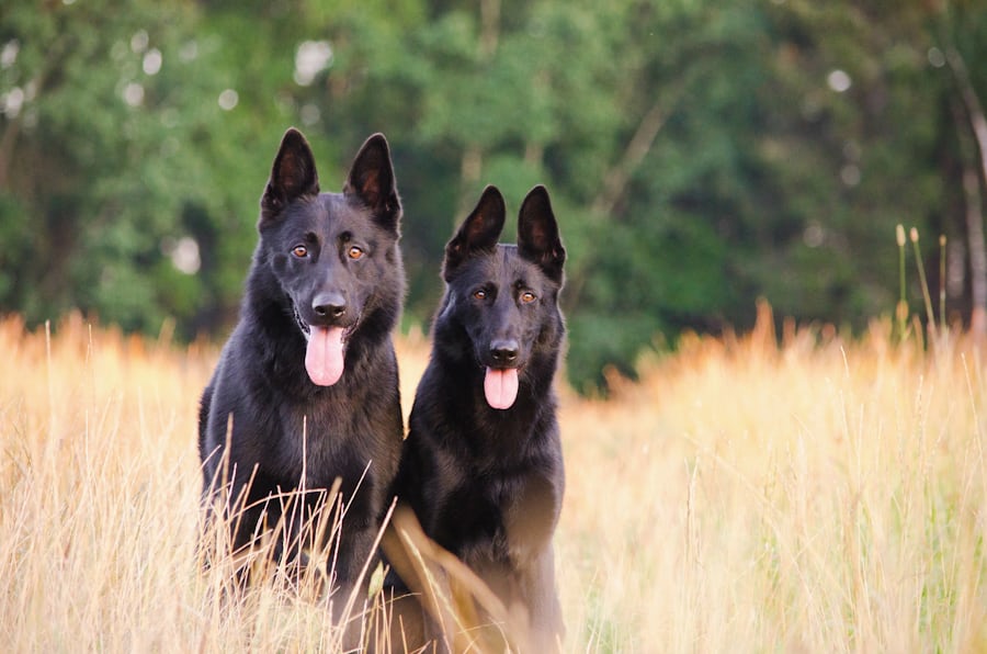 due cani belgian malinois neri in un prato di erba secca in un caldo giorno d'estate 