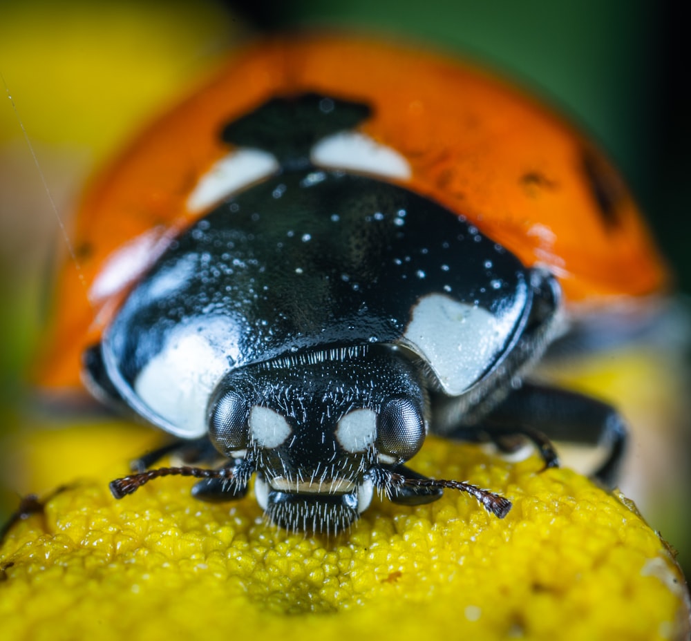 macro photography of lady bug
