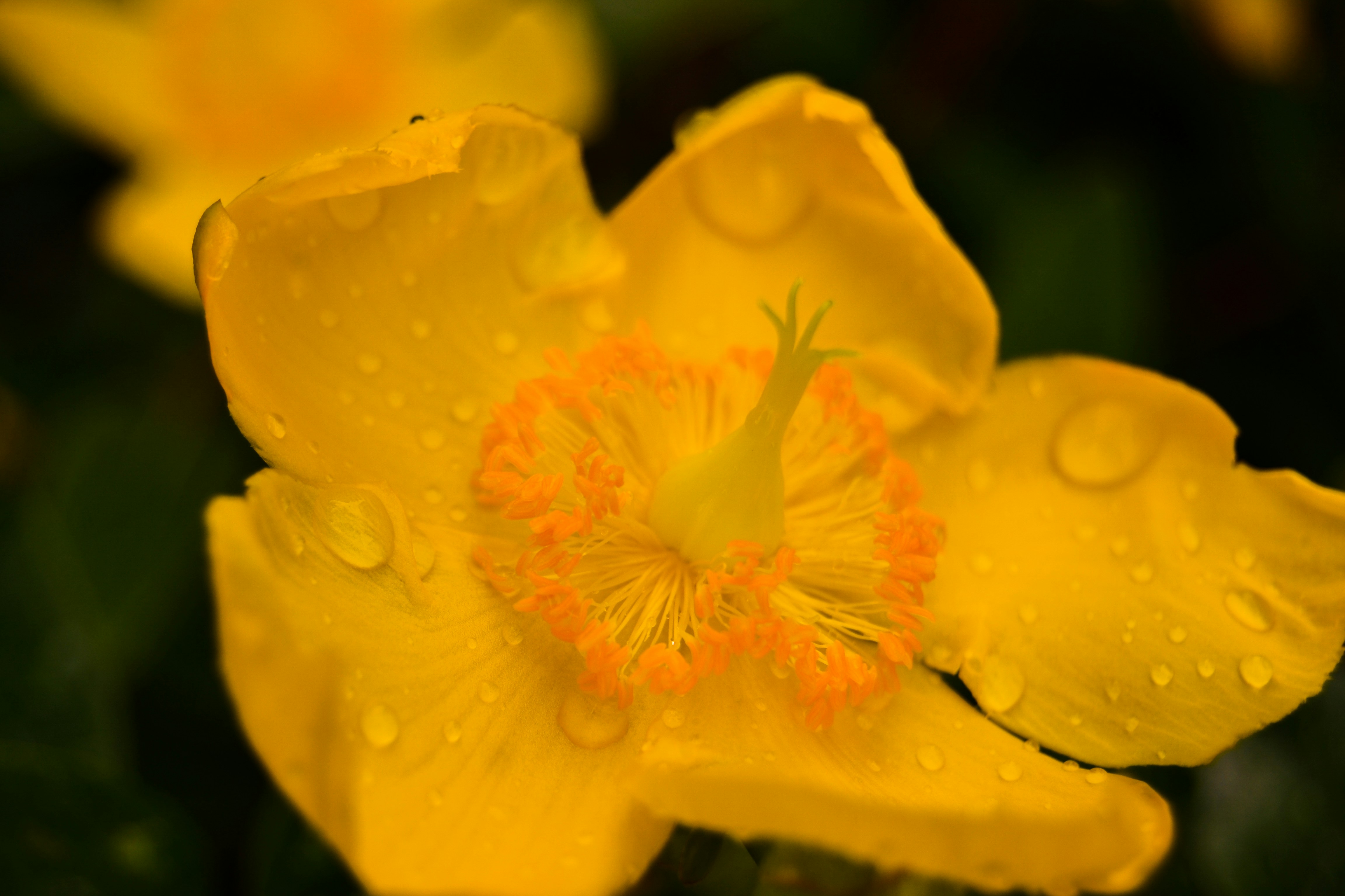 Цветы ирландии названия