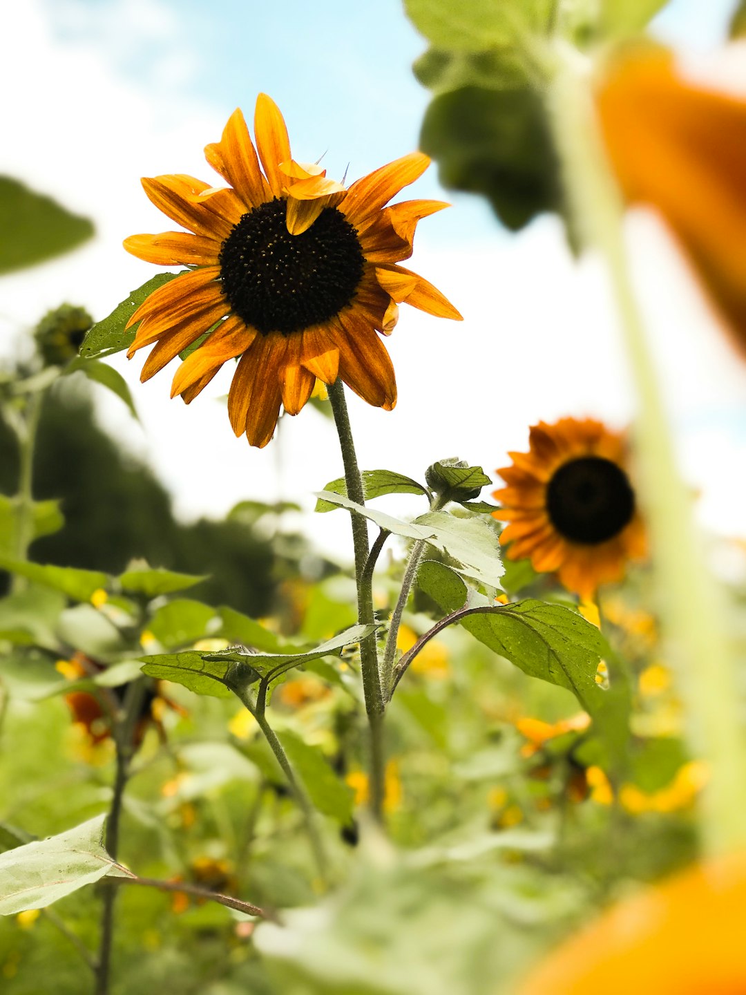 close-up photo of sunflower