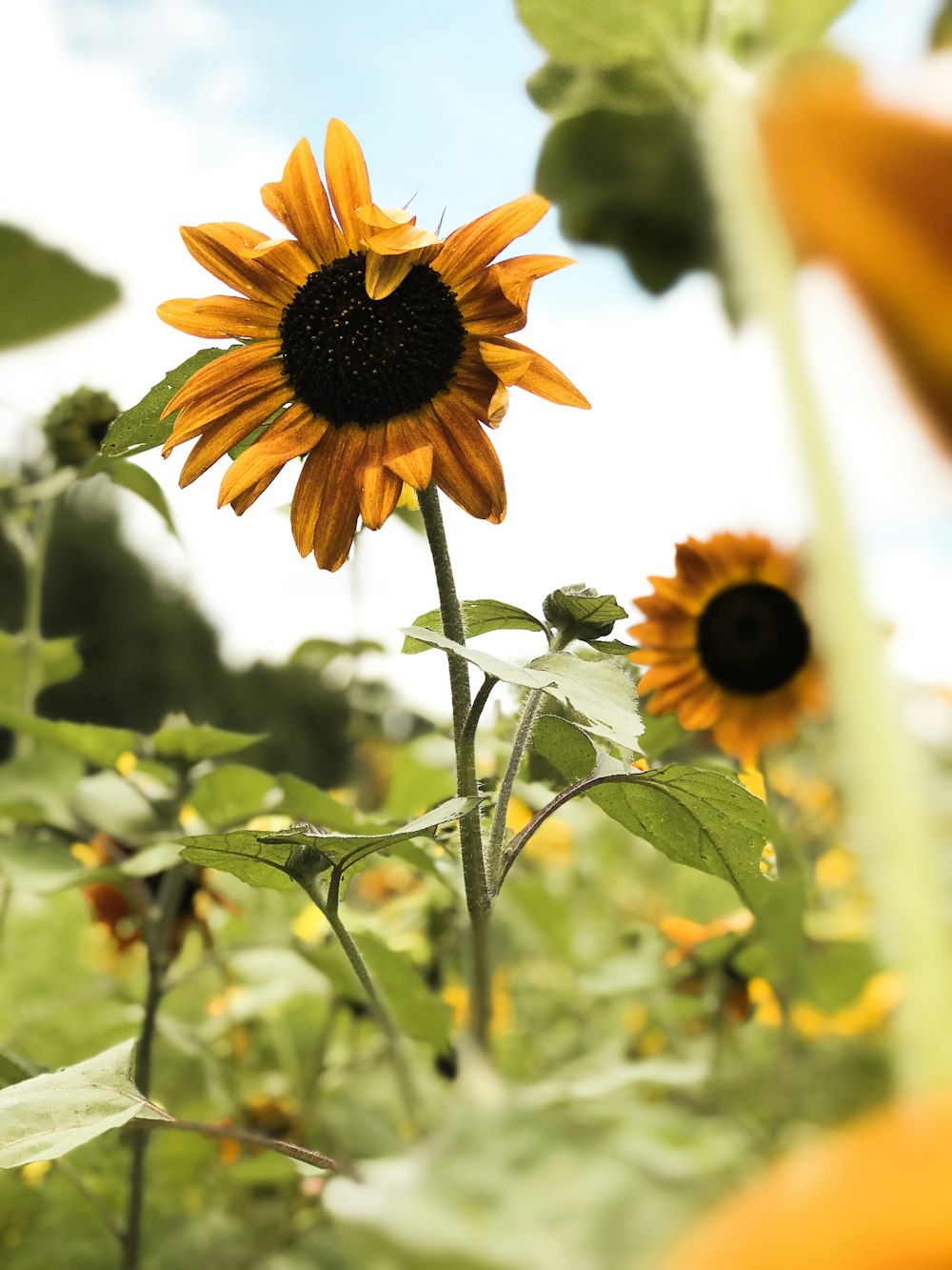 Foto de primer plano de girasol