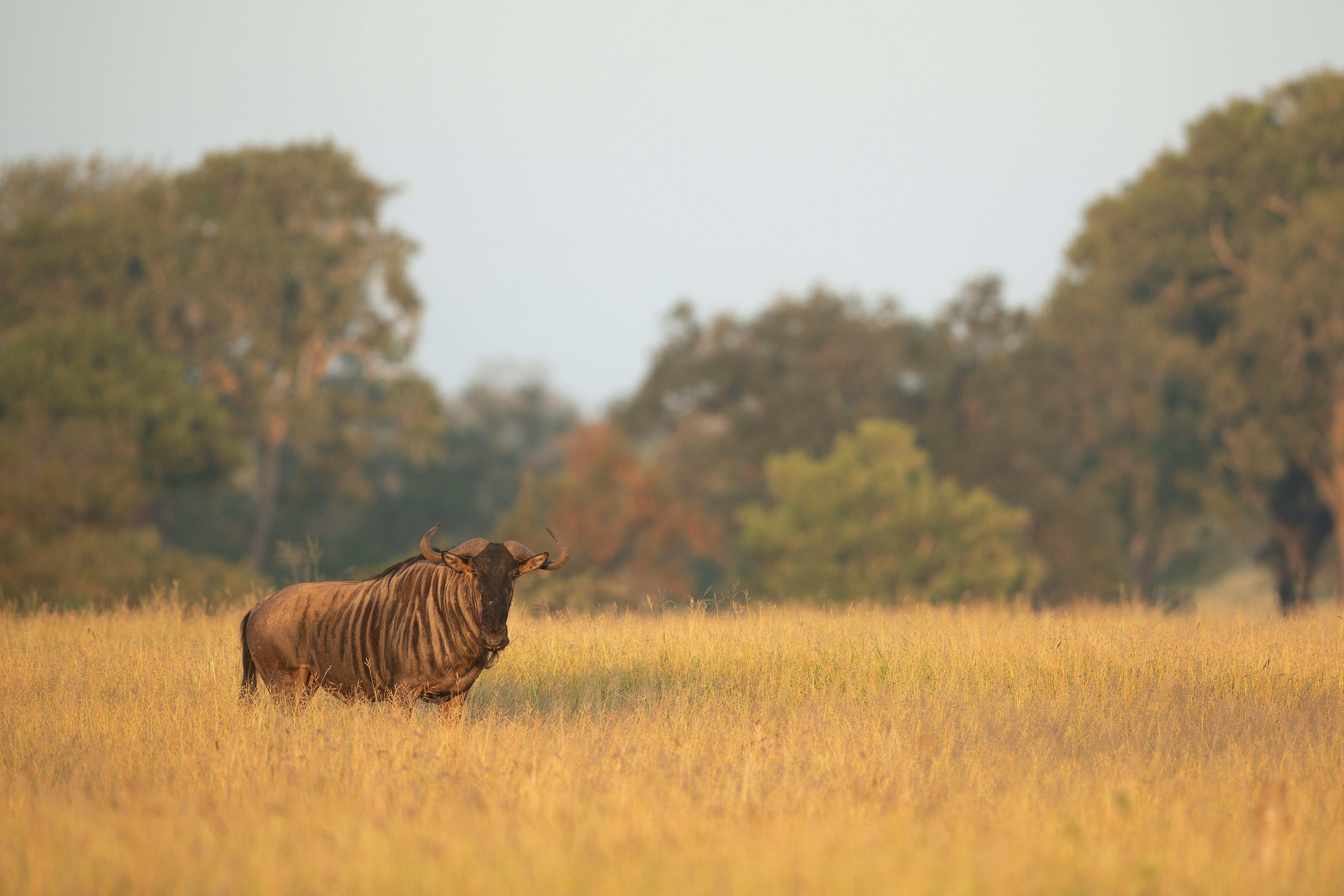 Photo by vincentvanzalinge