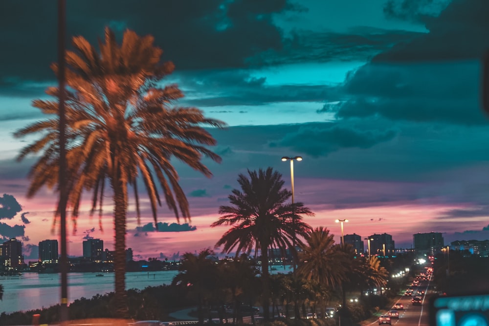 concrete road with palm trees near cityscape