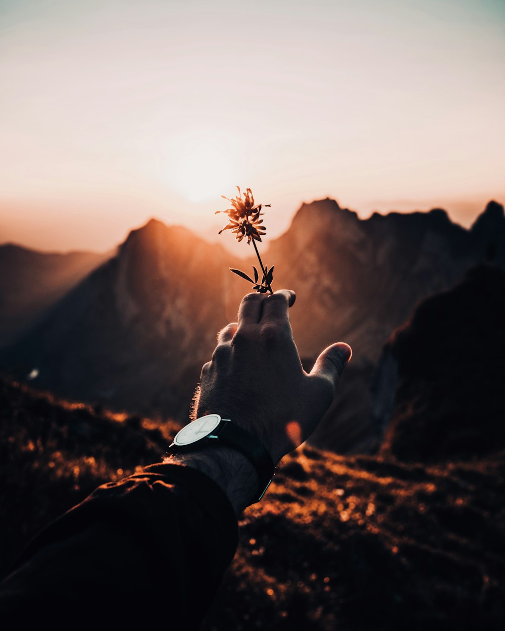 person holding red petaled flower in bloom