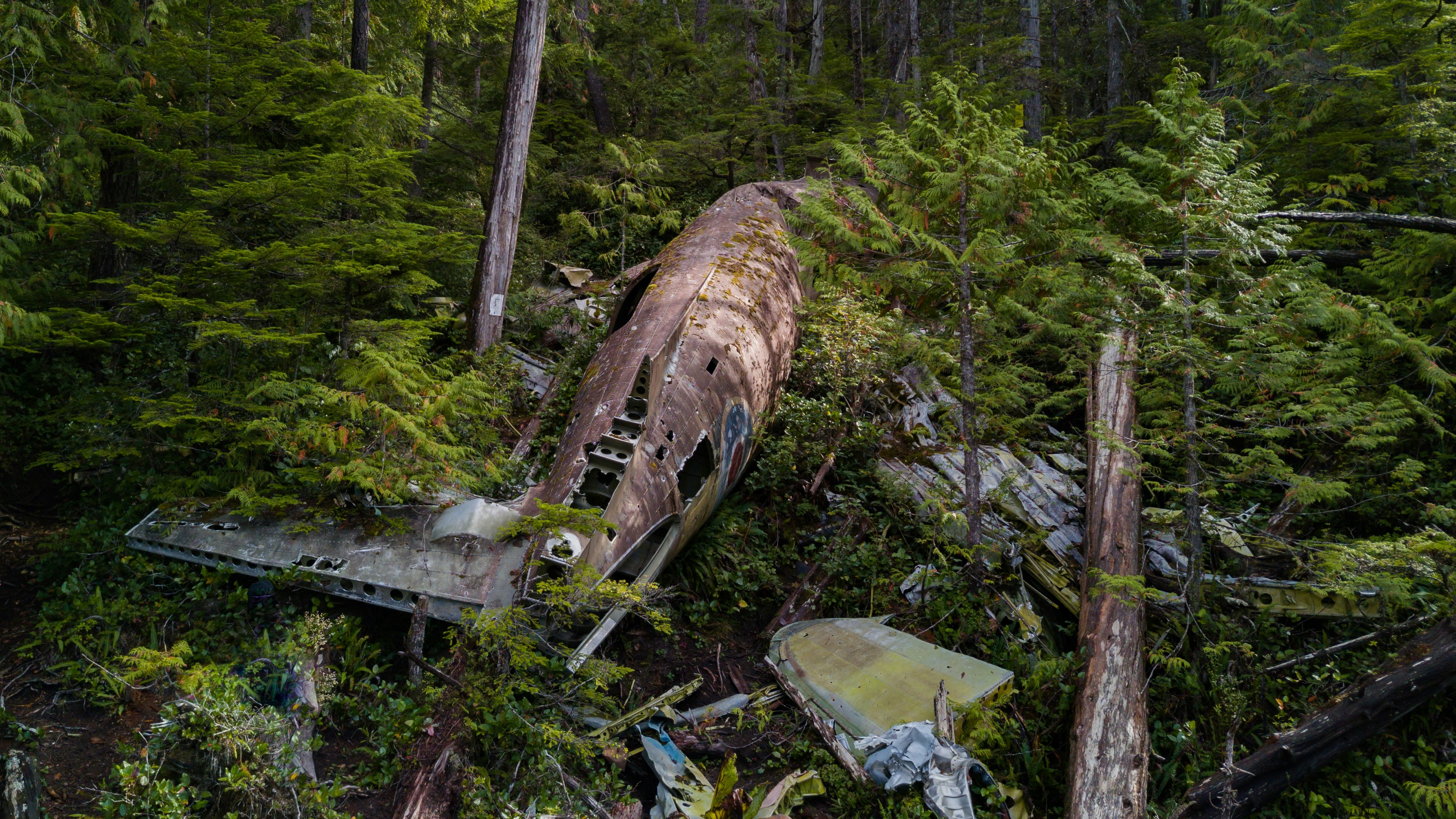 wrecked plane in forest during daytime