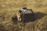 A small, fluffy cat with a red harness is sitting next to a pet carrier on a dry, grassy field. The carrier is partially open, and the scene is bathed in warm, golden lighting, suggesting late afternoon or evening.