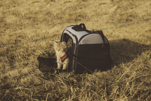 A friendly staff member gently carrying a relaxed cat in a cozy carrier outside a suburban home.