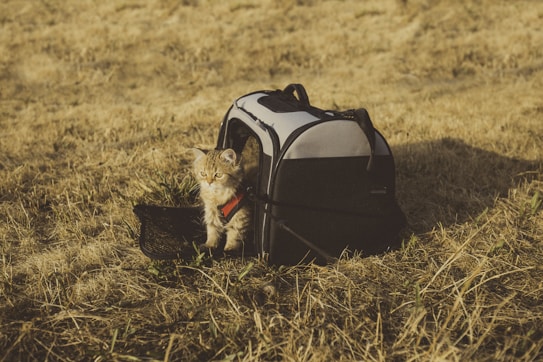 A small, fluffy cat with a red harness is sitting next to a pet carrier on a dry, grassy field. The carrier is partially open, and the scene is bathed in warm, golden lighting, suggesting late afternoon or evening.